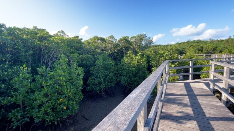 島尻のマングローブ林